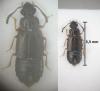 Omalium sp.